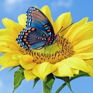 Meet your Posher, Kelli